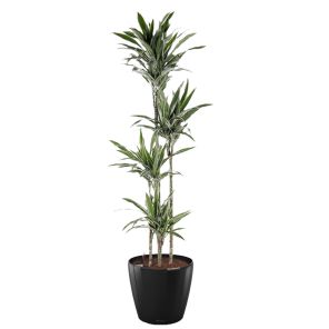 dracaena-deremensis-classico-pot-zwart_0e872e.jpg