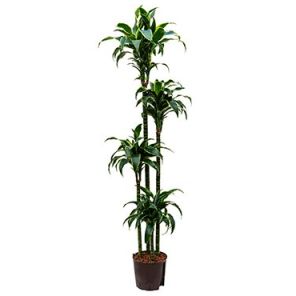 dracaena-dorado-hydrocultuur-22-170_33e585.jpg