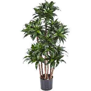 dracaena-fragrans-compacta-kunstplant_a8aff2.png