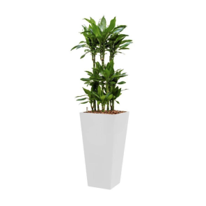 dracaena-janet-lind-4kant-wit_a14730.png