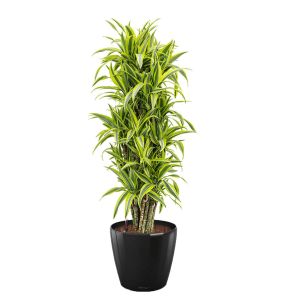 dracaena-lemon-lime-classico-pot-zwart_501537.jpg