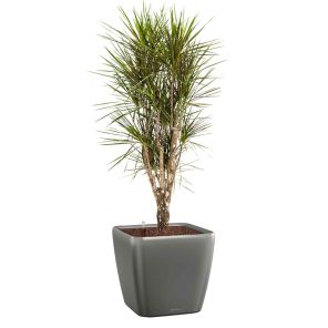 dracaena-margina-vertakt-quadro-pot-antraciet_56736f.jpg