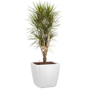 dracaena-margina-vertakt-quadro-pot-wit_8b71a7.jpg