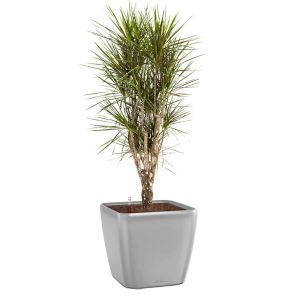 dracaena-margina-vertakt-quadro-pot-zilver_1f7002.jpg