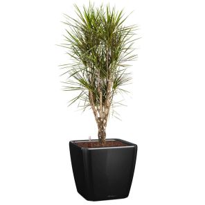 dracaena-margina-vertakt-quadro-pot-zwart_47dcec.jpg