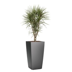 dracaena-marginata-vertakt-cubico-pot-antraciet_b2d783.jpg