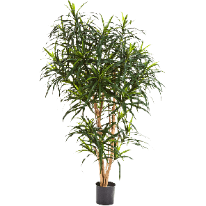 Dracaena anita Tree PNG_1.png