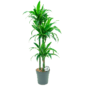 Dracaena arturo 3-stam 1(2).png