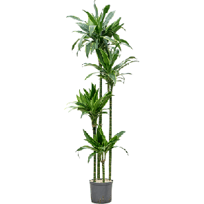 dracaena arturo bims.png
