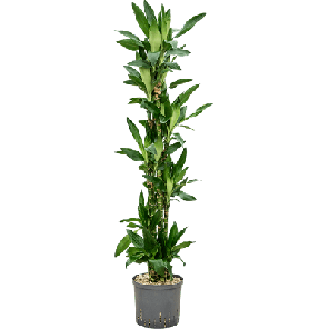 dracaena burundii carrousel bims.png