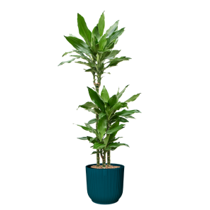 Dracaena Burundii in vibes blauw.png