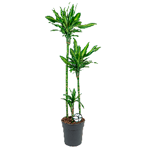 DRACAENA CINTHO 3-STAM LOGO- WEB_1.png