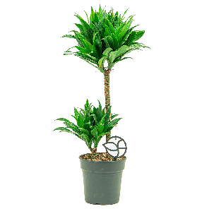 Dracaena Compacta 2-stam 1(2).png