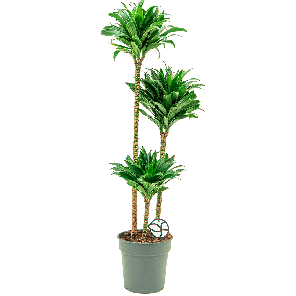 Dracaena Compacta 3-stam M1(2).png