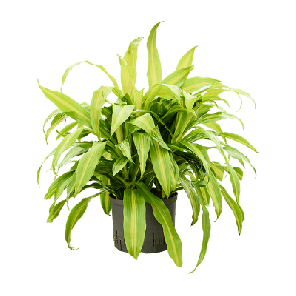 Dracaena deremensis Bronze.png