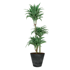Dracaena Deremensis White Jewel 3-stam in claire artstone antraciet.png