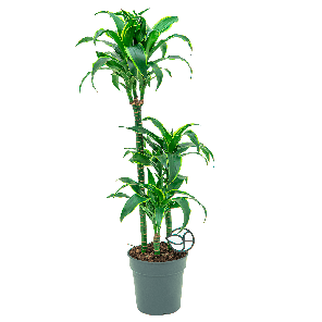 Dracaena dorado 3-stam 1(2).png