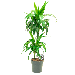 Dracaena fragrans janet graig 2 stam 1(2).png