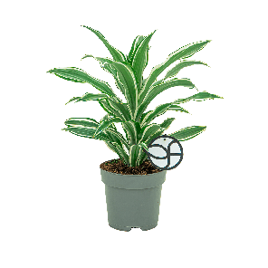 Dracaena Fragrans White Jewel 1.2.png