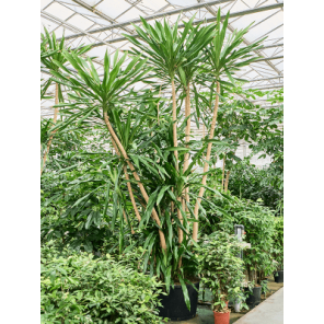 Dracaena gymea xxxxl.png