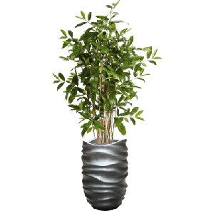 Dracaena in Metallic Lee Partner Grey 1.png