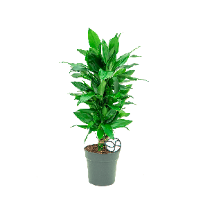 Dracaena janet Lind vertakt S1(2).png