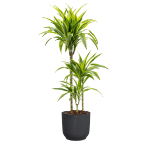Dracaena Lemon Lime in vibes antraciet.png