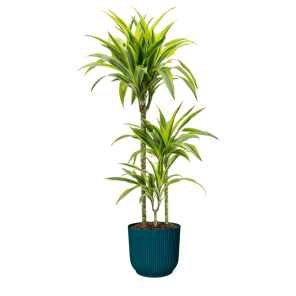 Dracaena Lemon Lime in vibes blauw.png