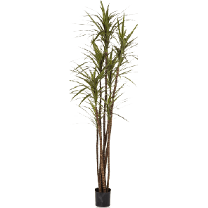 Dracaena Magenta PNG.png