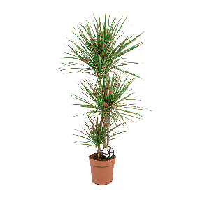 DRACAENA MARGINATA BICOLOR M LOGO- WEB_2.png