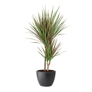 dracaena marginata bicolor s in elho soft round 30 - antraciet .png