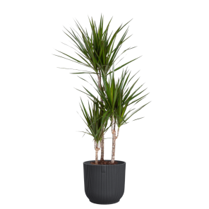 Dracaena marginata in vibes antraciet.png