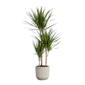 Dracaena marginata in vibes wit.png