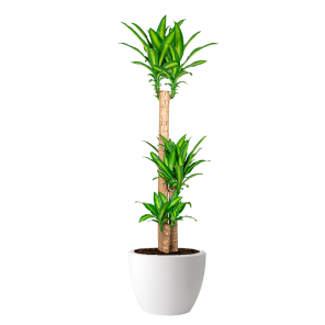 Dracaena Massangeana in Elho Pure Soft wit round 40.png