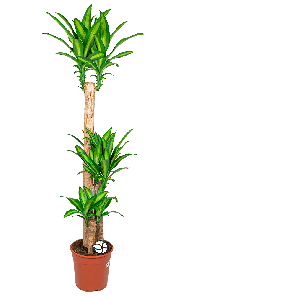 Dracaena Massangeana L1(2).png