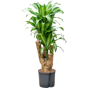 Dracaena Massangeana vertakt_1.png