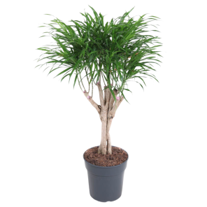 Dracaena reflexa Anita (2).png