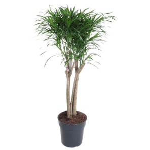 Dracaena reflexa Anita.png
