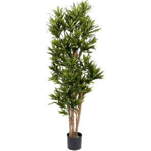 Dracaena reflexa PNG.png