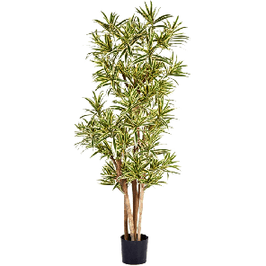 Dracaena reflexa Yellow PNG.png