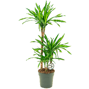 Dracaena riki 3-stam 1(2).png