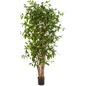 Dracaena Surculosa tree.png