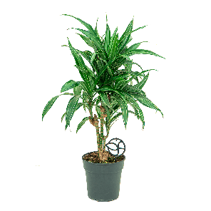 Dracaena Ulises vertakt S1(2).png