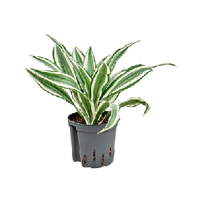 Dracaena White Jewel.png
