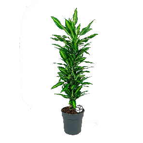 DRACAENA_CINTHO _VERTAKT_L_LOGO_WEB.png