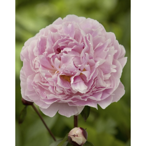 dubbele pioen roze.png