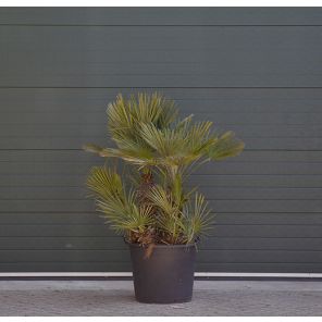 dwergpalm-meerstammig_6763f3.jpg