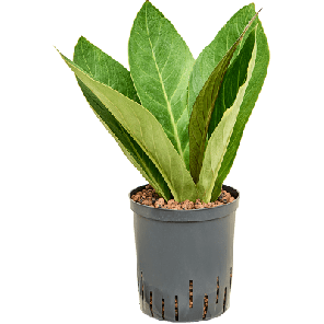 ‘Jungle’ hybriden.png
