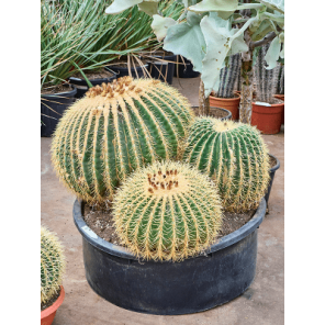 Echinocactus grusonii cluster.png