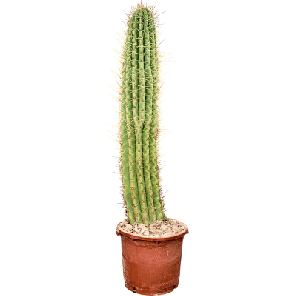 Echinopsis 'Pasacana 3.png